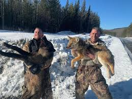 Marie82810's tweet photo. Did you ever realize that hunting is a serious contributor to the death of wolves? In my AP I stated that, “Humans tend to become more negative towards wolves when they kill them”. Humans would have a better perspective on wolves if they didn’t always hunt them!🐺#39canimals https://t.co/YU3WHos0FZ