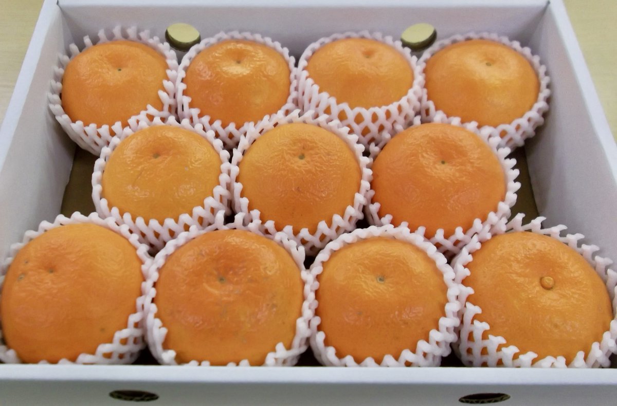 送料無料❣️本日発送❣️オレリー　7点セット