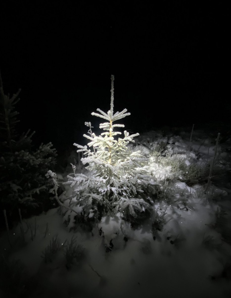 -15°C in the Future Library Forest. <a href="/FuturelibraryNO/">Future Library</a>