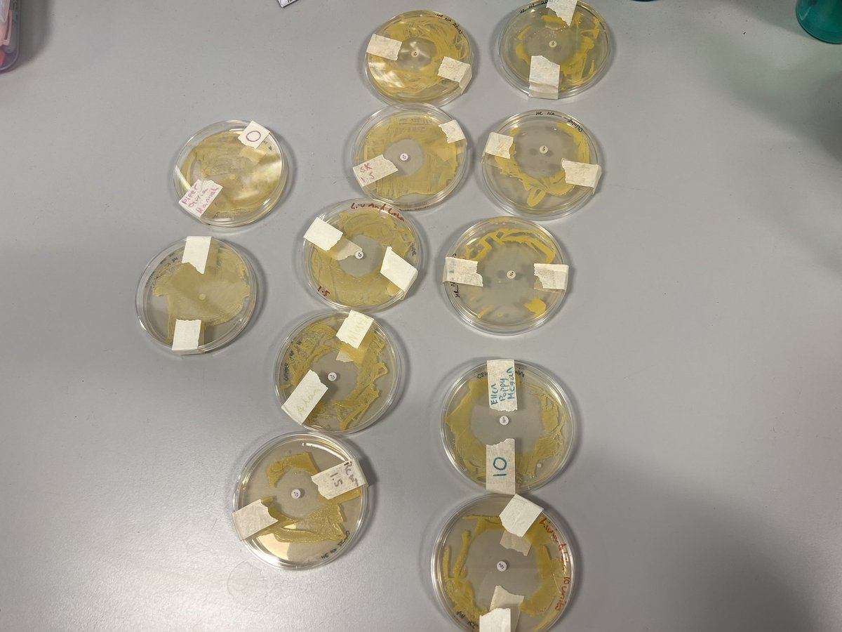 MintlawSci's tweet image. S3 Biology have been learning about antibiotics and the use of them for bacterial infections. Here are the before and after pics of their plates. Of course, we needed to learn about Sir Alexander Fleming along the way too!🏴󠁧󠁢󠁳󠁣󠁴󠁿 #LearningTogether #AsepticTechnique