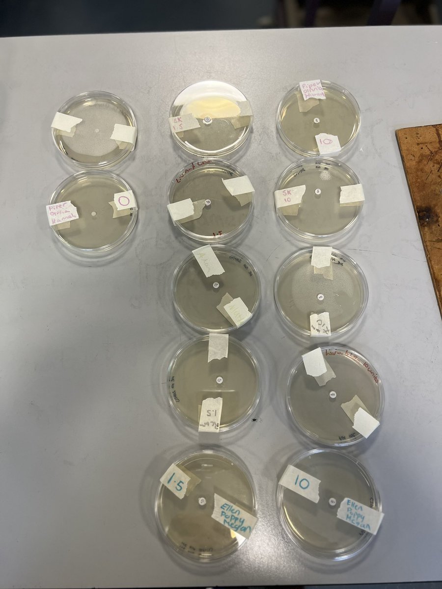 MintlawSci's tweet image. S3 Biology have been learning about antibiotics and the use of them for bacterial infections. Here are the before and after pics of their plates. Of course, we needed to learn about Sir Alexander Fleming along the way too!🏴󠁧󠁢󠁳󠁣󠁴󠁿 #LearningTogether #AsepticTechnique