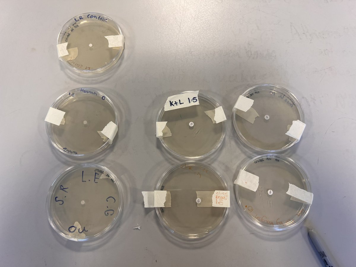 MintlawSci's tweet image. S3 Biology have been learning about antibiotics and the use of them for bacterial infections. Here are the before and after pics of their plates. Of course, we needed to learn about Sir Alexander Fleming along the way too!🏴󠁧󠁢󠁳󠁣󠁴󠁿 #LearningTogether #AsepticTechnique