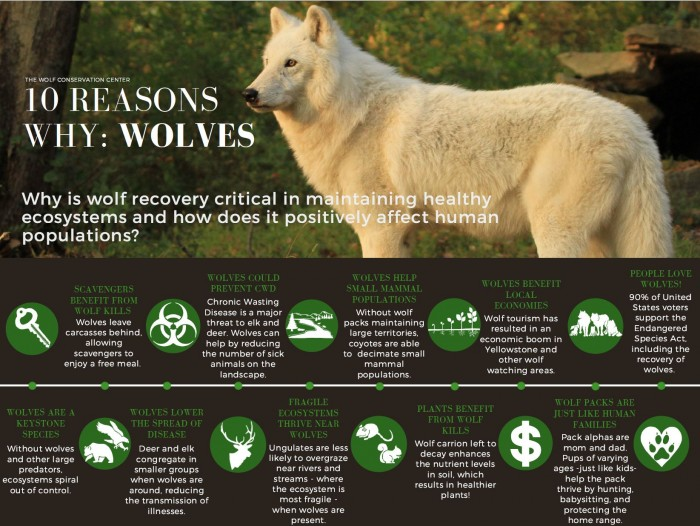 Marie82810's tweet photo. Wolves constantly being hunted affects our ecosystem. They aren’t able to survive as efficiently if they travel alone. My AP states, “Wolves are used to surviving together as a pack, just like humans rely on their family for many things”. Hunting destroys wolf packs!#39canimals https://t.co/3dYq7sq3HA