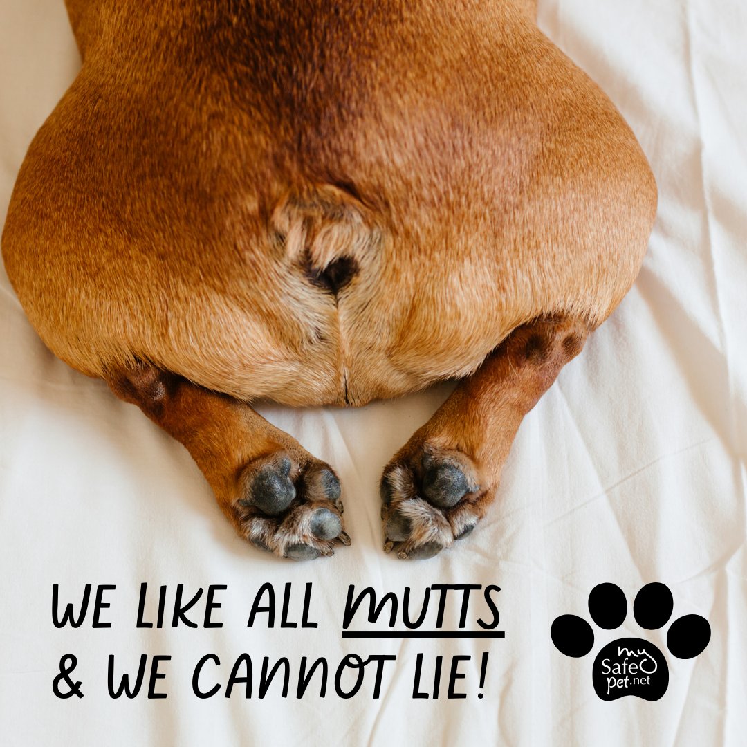 MySafePetNet's tweet image. 🐾 DID YOU KNOW? 🐾

There are over 150 million #mutts worldwide, which means they are the most common type of dog in the world! The diverse mix of genes in mutts often makes them healthier and more resilient!
