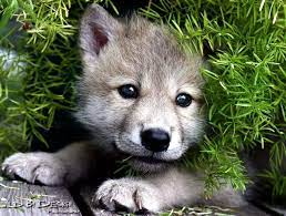 Marie82810's tweet photo. Throughout WR60 I have gained knowledge on what wolves face everyday. I would have never known how much humans negatively impact wolves if it wasn’t for WR60. I finally have a different perspective on wolves knowing they help our ecosystem and aren’t harmful.#WhatIlearnedinWR60 https://t.co/fOrbOLBd6Z