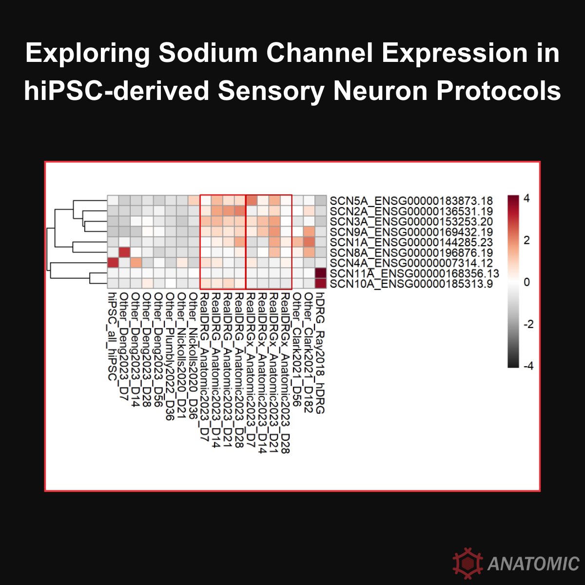 RealDRG hiPSC-derived sensory neurons express the key nociceptive sodium channels NaV1.7 and NaV1.8 sooner, stronger, and with more persistence in culture than new and established published protocols that follow either forward programming or directed differentiation principles.