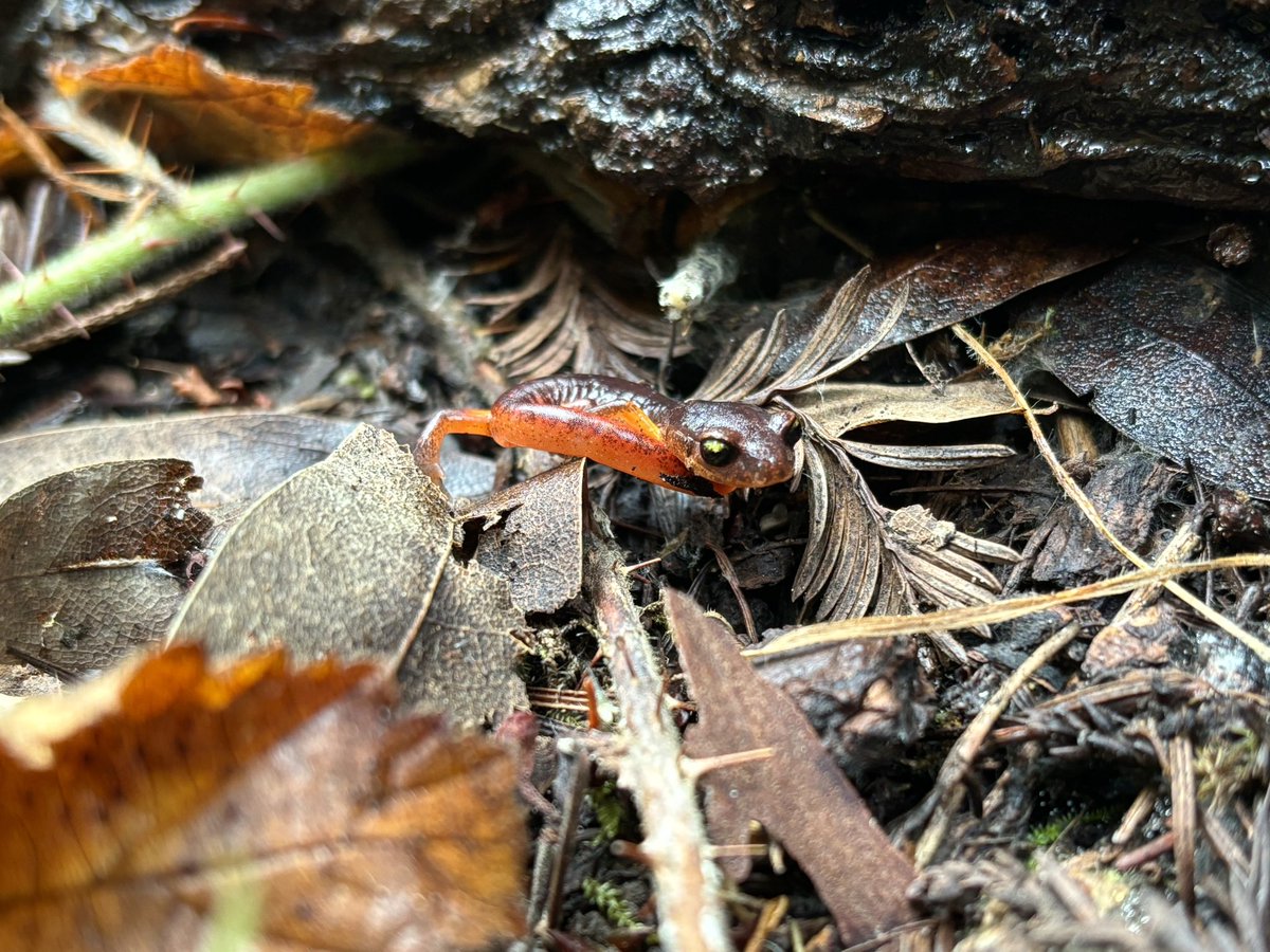 little friends ☘️