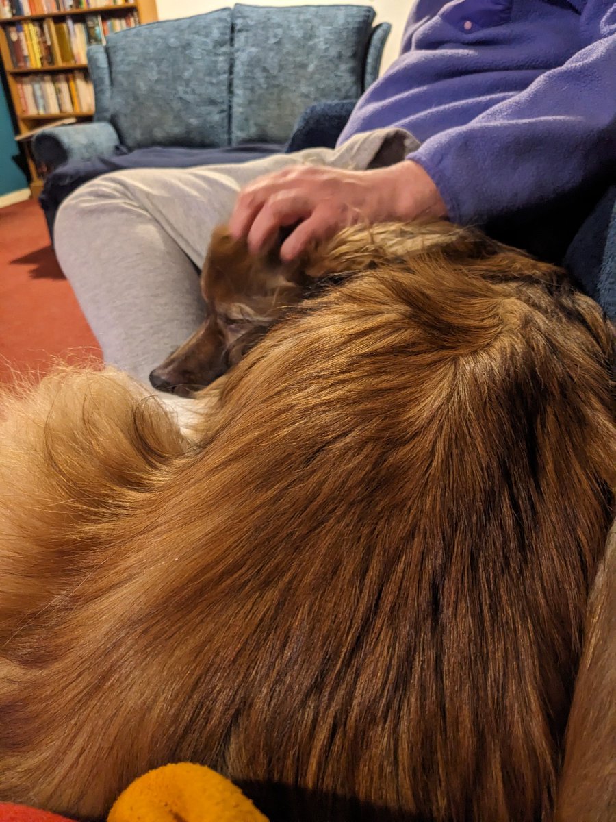 CamasTheCollie's tweet image. Squishing on the sofa. Slightly warmer out, but wet and miserable. 🐾🐾🌧️🙂
#BorderCollie 
#SofaSnuggles
#MondayEvening