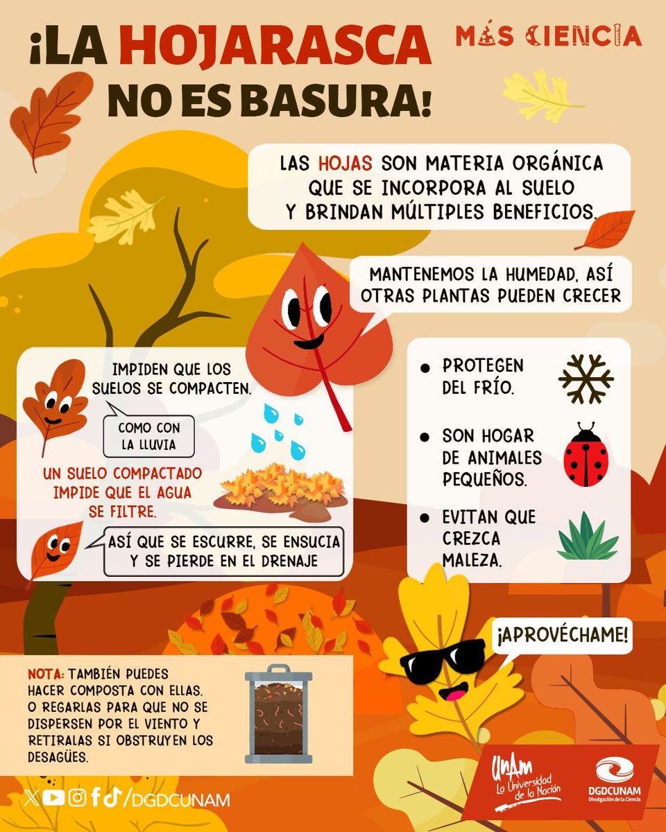 🍂 ¿#SabíasQue la hojarasca es un tesoro para tu jardín? La <a href="/DGDCUNAM/">Divulgación de la Ciencia, UNAM</a> te cuenta más sobre ella. ⬇️