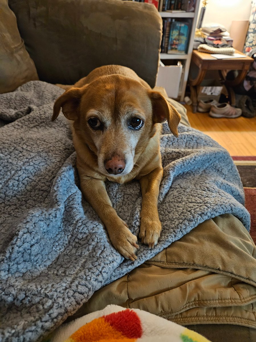 AldWells's tweet photo. Today my dog was digging around in the snow and came up with a mouse in his mouth. I was not amused but I was amazed. https://t.co/aYIMTAE7F2