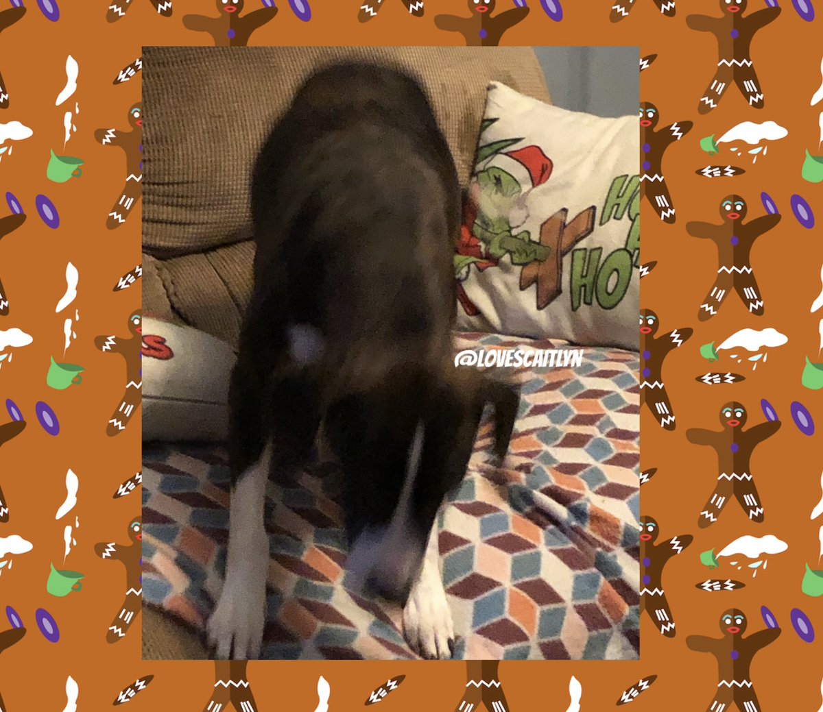 lovescaitlyn's tweet photo. If anyone noticed... We dont post Mabel often bc this is that we get! She was looksingat mommy all pretty then as soon and the camera came out... she moved! ugh! #dogsoftwitter #furbaby #hound #whippet #grayhound #dogs https://t.co/QdyxKaH9DN