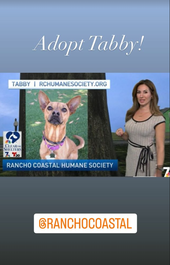 encdogguy's tweet photo. Thank you Sheena Parveen for featuring Rancho Coastal Humane Society adoptable dog Tabby on NBC 7 News Today! She's a 3-year-old, Terrier mix. Open during construction! #NBC7 #Sheenaparveen #adoptdontshop #Ranchocoastalhumanesociety #SDPets https://t.co/G5In631mZg https://t.co/5lk4IvOUN1
