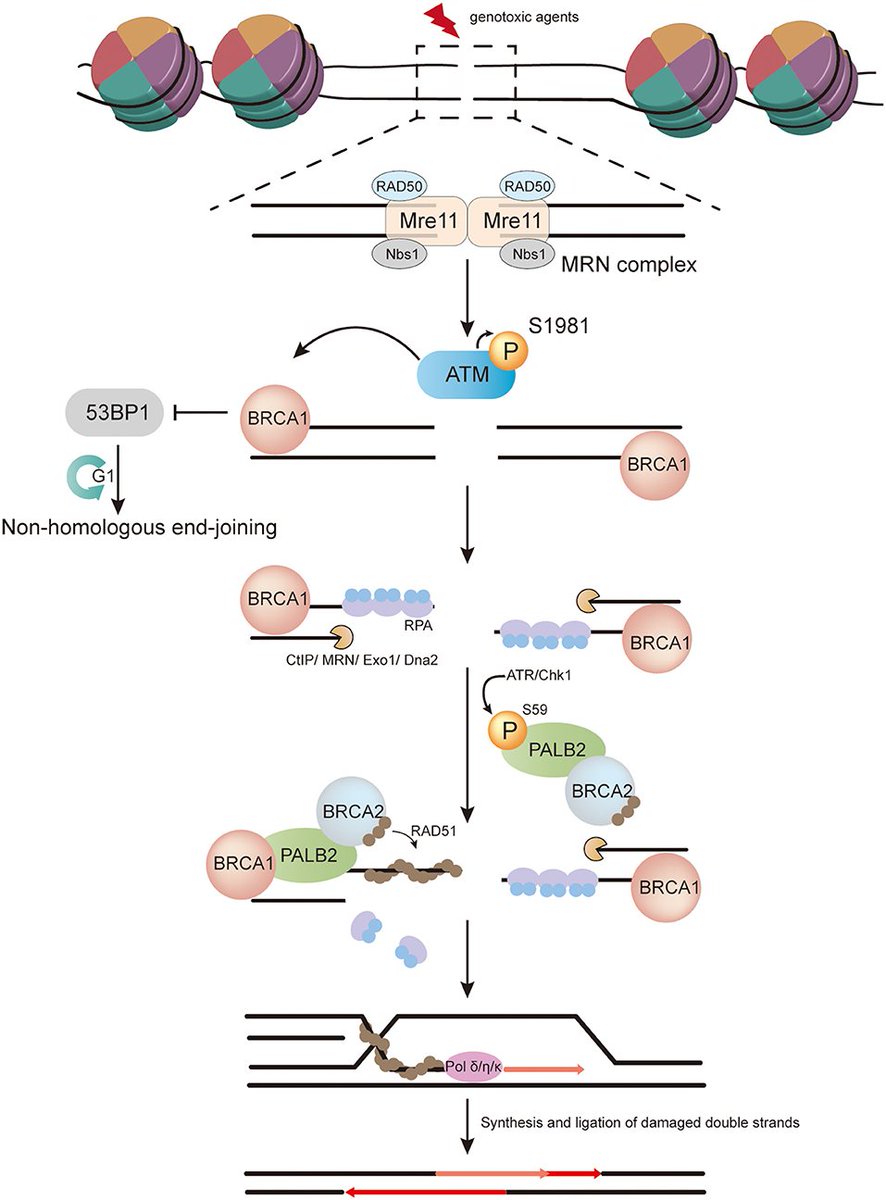 BRCA2 plays an essential role in DNA repair through homologous recombination. The promotion of homologous recombination by BRCA2 requires its interaction with a second protein, the partner and localizer of BRCA2 (PALB2).

Schematic from frontiersin.org/journals/oncol…
