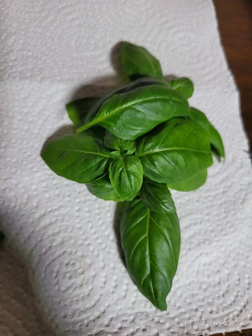 Got an aerogarden with herbs and WHOA it is growing so fast idk what to do with this much thai and genovese<a href="/tag/sos"class="tags"><span>#sos</span></a>