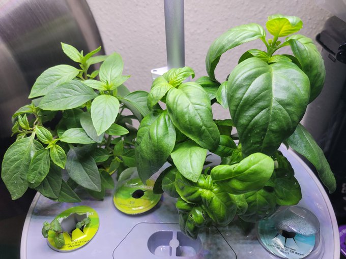 Got an aerogarden with herbs and WHOA it is growing so fast idk what to do with this much thai and genovese<a href="/tag/sos"class="tags"><span>#sos</span></a>