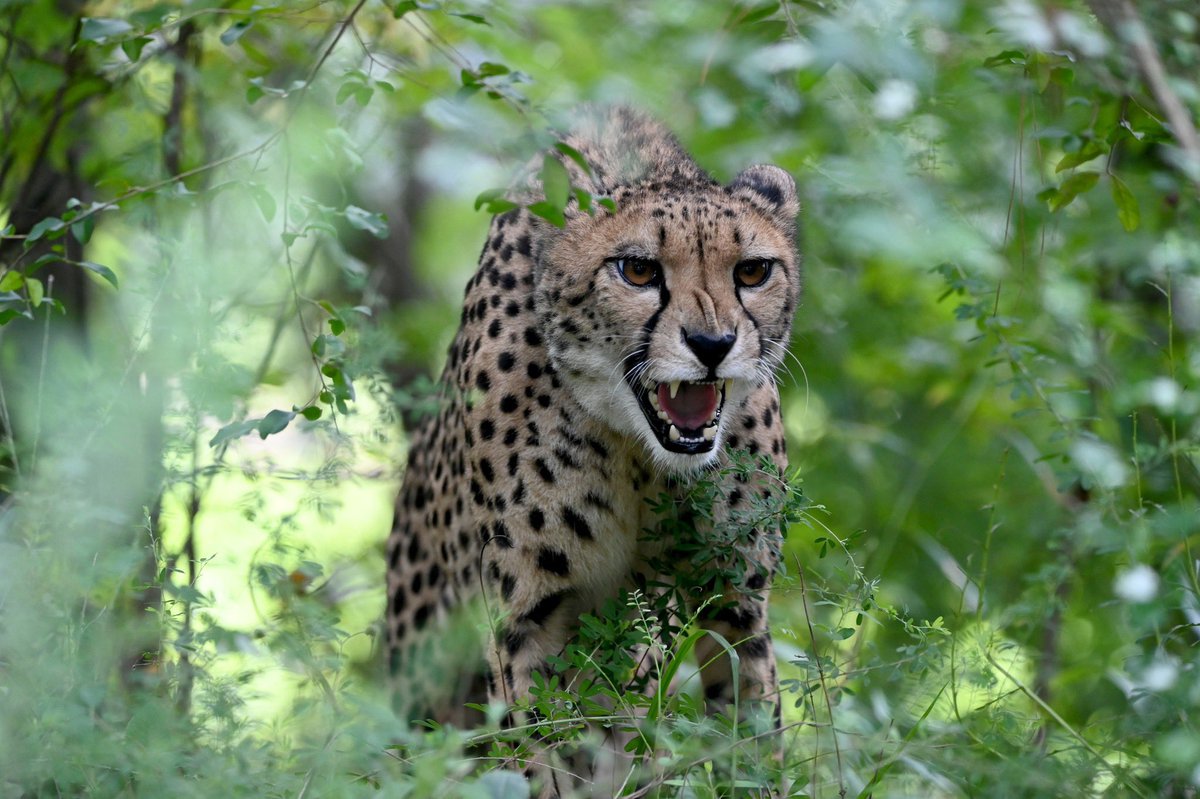 Today is International Cheetah Day! We're crazy about cheetahs here at the zoo. We are fiercely committed to helping protect this incredible species. Learn more about our cheetah conservation efforts: shorturl.at/kpE37