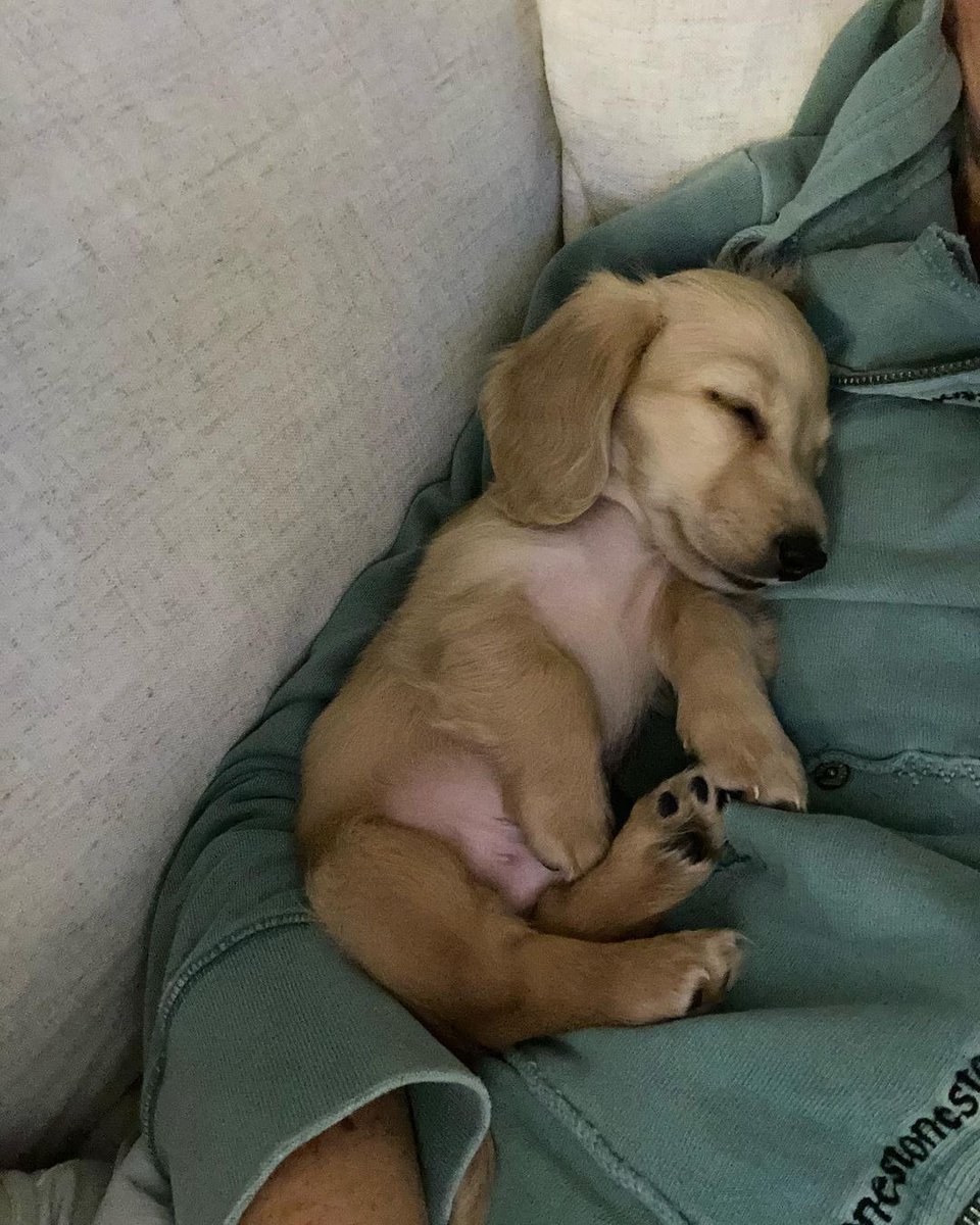 This is Wilbur. He just had his first full day with his new family. His orientation schedule included sleeping, eating, sleeping in a different place, and after a long day, bedtime. 12/10