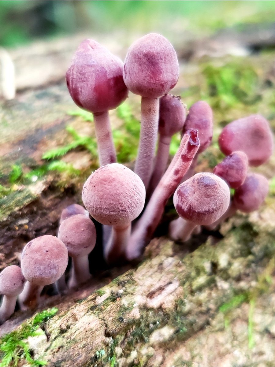 Bleeding Faerie Helmets -Mycena haematopus for #MushroomMonday