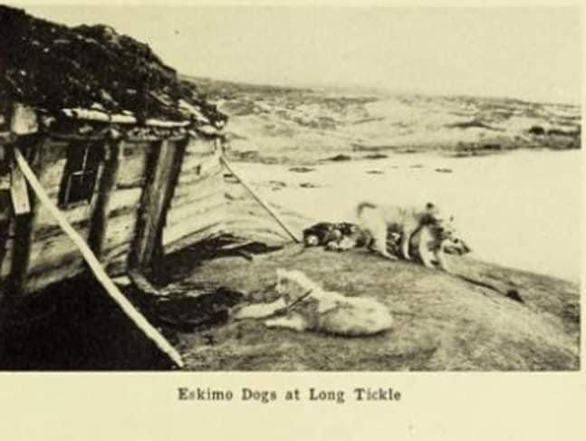 LHusky2023's tweet photo. Historical photos of #LabradorHuskies year published in 1920...#LongTickle https://t.co/lg8uGsgcKj