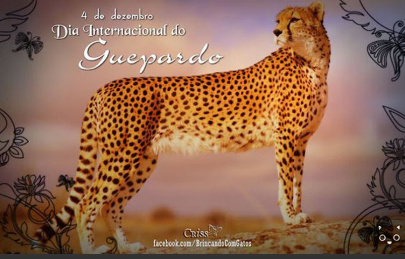 #Hoy Día Internacional del Guepardo.
#mundoanimal
#animalessorprendentes
#animalessalvajes
@seguidores
@dmesantodominvc
@VcProvincial
@FarinaEstevez 
@JefaEducativa