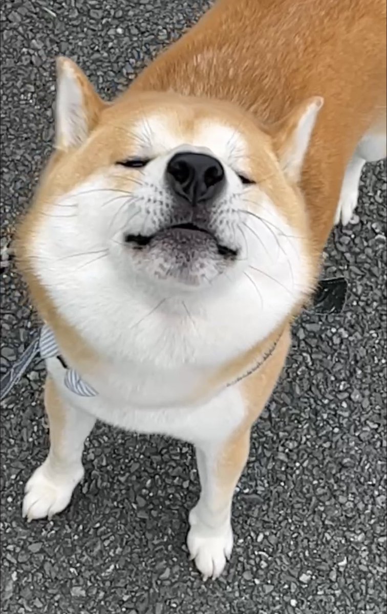 おはようございます☀
#柴犬 #おはようございます