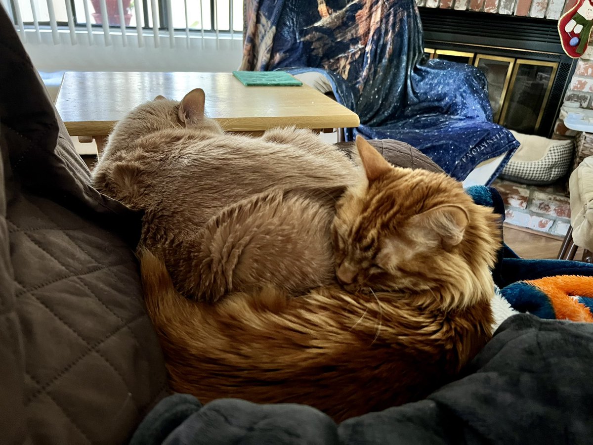 Ro could have sat anywhere on the couch. He chose to sit on his brother. #CatsofTwittter #RescueCats #AdoptDontShop