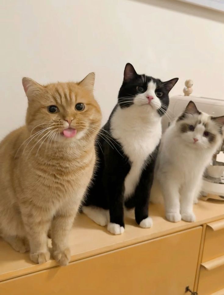 Other cat: 😐
Orange cat: 😛
