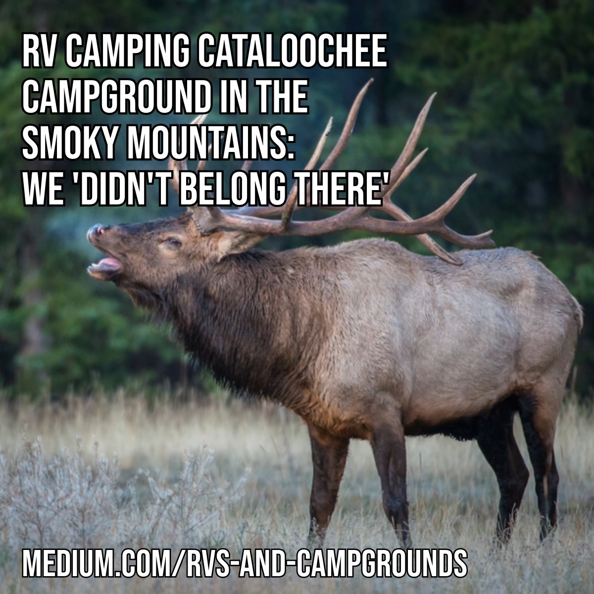 HalMBundrick's tweet image. It was a great decision. It was a terrible decision. It was both. #RVing #RVcamping #Camping #RVlife
medium.com/rvs-and-campgr…