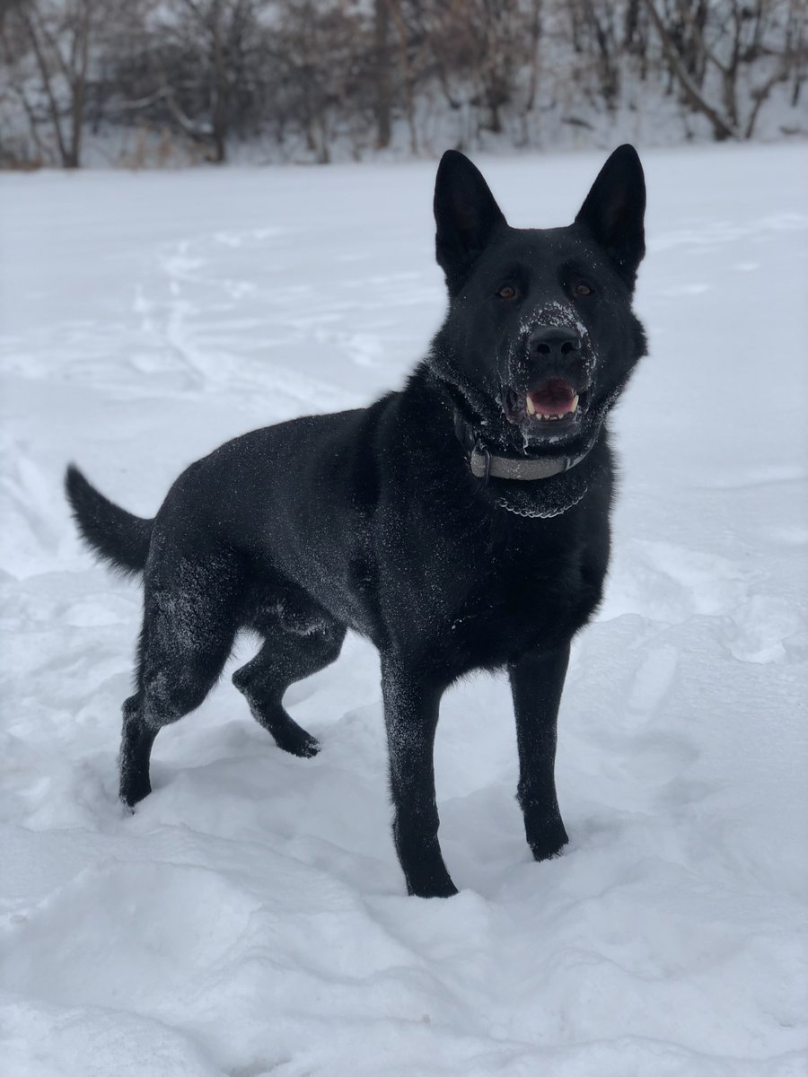 K-9 Blitz's retirement party is one week away! After over 650 calls for service in eight years, this good boy deserves a sweet send off. Join us in celebrating Blitz 4:30-5:30 p.m. Monday, Dec. 11 at Edina City Hall 🐾 More details: bit.ly/47ZYW5v.