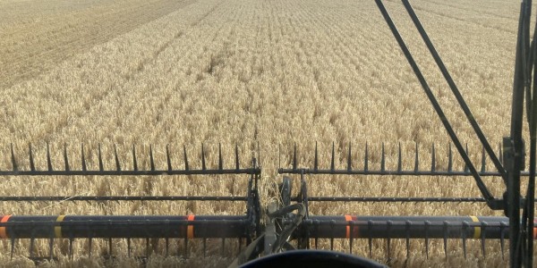 Grain Central tweet media