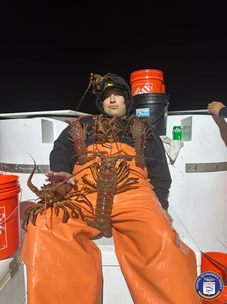 976tuna's tweet photo. Gail Force &amp; Triton Lobster Report Mon Dec 4, 2023 https://t.co/TNlnzSyoNc #gailforce #lawaterfrontsportfishing #fish #fishing #fishingtrip #oceanfishing #socalfishing #fishingtrip #goodtimes #livebait #saltlife #saltwater #tasty #thetugisthedrug https://t.co/4vOQJiLc0J