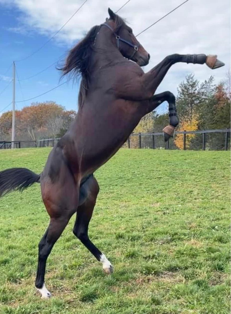 BlueChipGuru's tweet photo. American Courage is pretty excited this will be his first year of full-time stallion duty!

AC raced through his 5 yo year, averaged $20,000 per start, won a long list of major stakes, and took a mark of 1:47.4. Don’t look past him! 

https://t.co/RZe9Zl5uFg

#BreedWithBlueChip https://t.co/I9mUgrRCb2