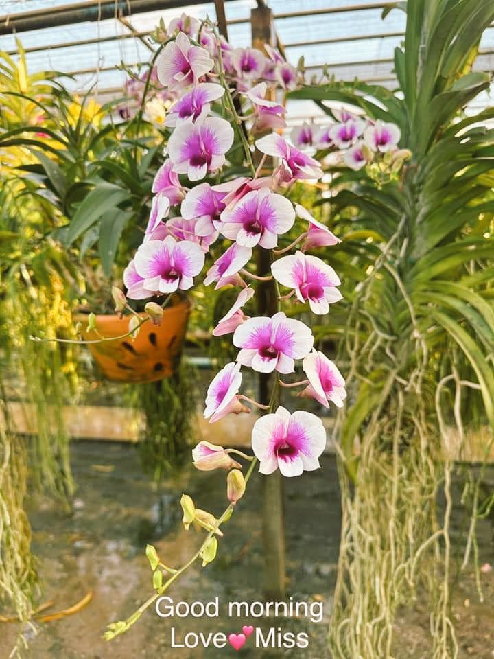 <a href="/Thaiolderman/">คนแก่ชอบสนุก</a>