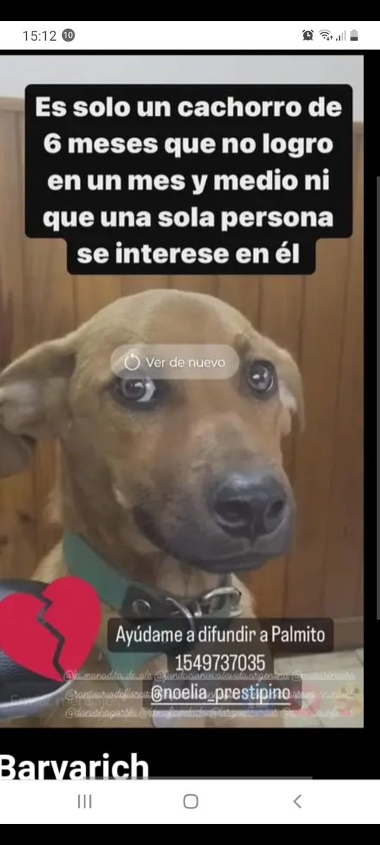 RaquelMait's tweet photo. Un hogar para este hermoso cachorrito https://t.co/pbDbkLW7vO