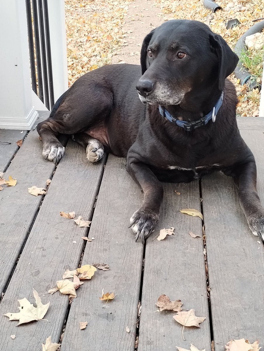 daniellecole669's tweet photo. I lost my protector, my king today. I had to let him go as there was no stopping the aggressive cancer. My heart is crushed. It's going to be so quiet. My other 2 know he's gone. https://t.co/KI7RNytfZe