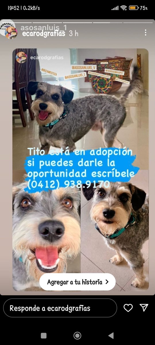 gaspy19's tweet photo. #4dec 🐕🙏🏻 Este muñeco #buscahogarResponsable Difundir por favor. Hagamos el milagro de navidad para Tito🐕💖 Información ☎️ 0412- 938-91-70 @PerroUsuario @Brijor @DUINCONSUELOC @luisaguilarj @asoc_vpla @claudiacgg https://t.co/BQ4N96Kqz1