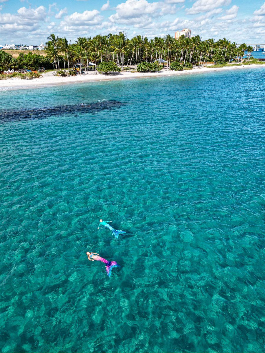 livefreediving's tweet photo. Happy #MermaidMonday 🧜‍♀️ from Peanut Island 🏝️ https://t.co/ZxgYyplNnd