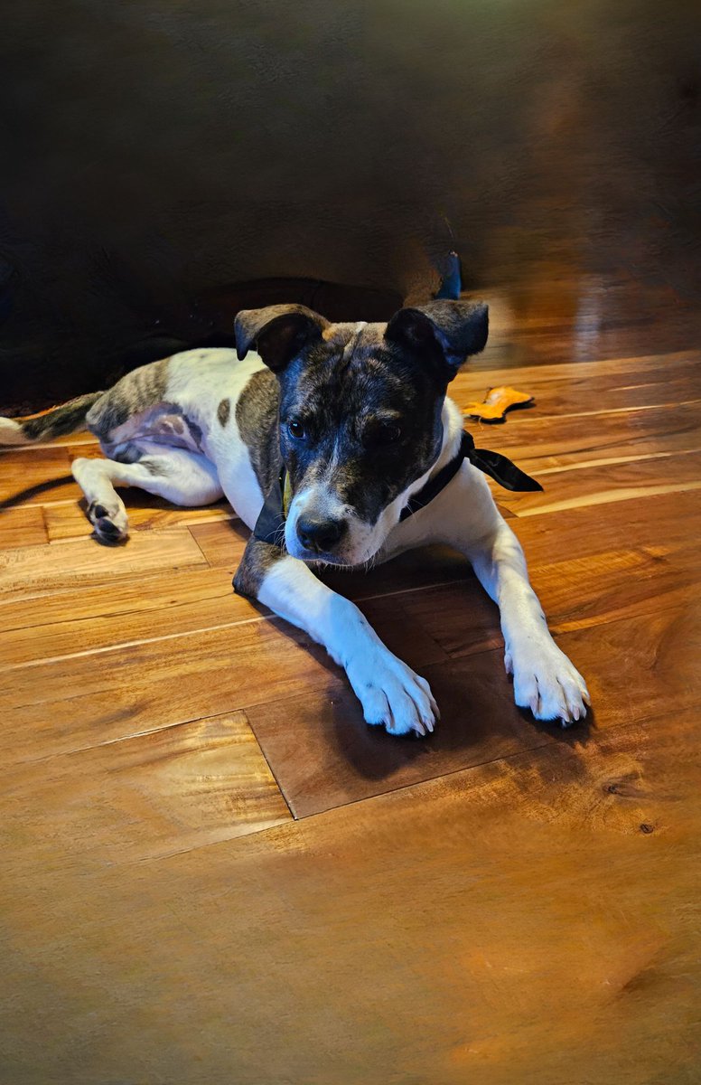 Say hello to the newest member of the family, Dutch 🥰🥰🥰🥰