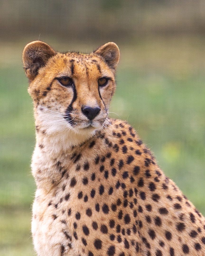 Today is International Cheetah Day! Conserving the world's fastest runner is a goal we can all get behind. #InternationalCheetahDay 📷️: Mark Pressler