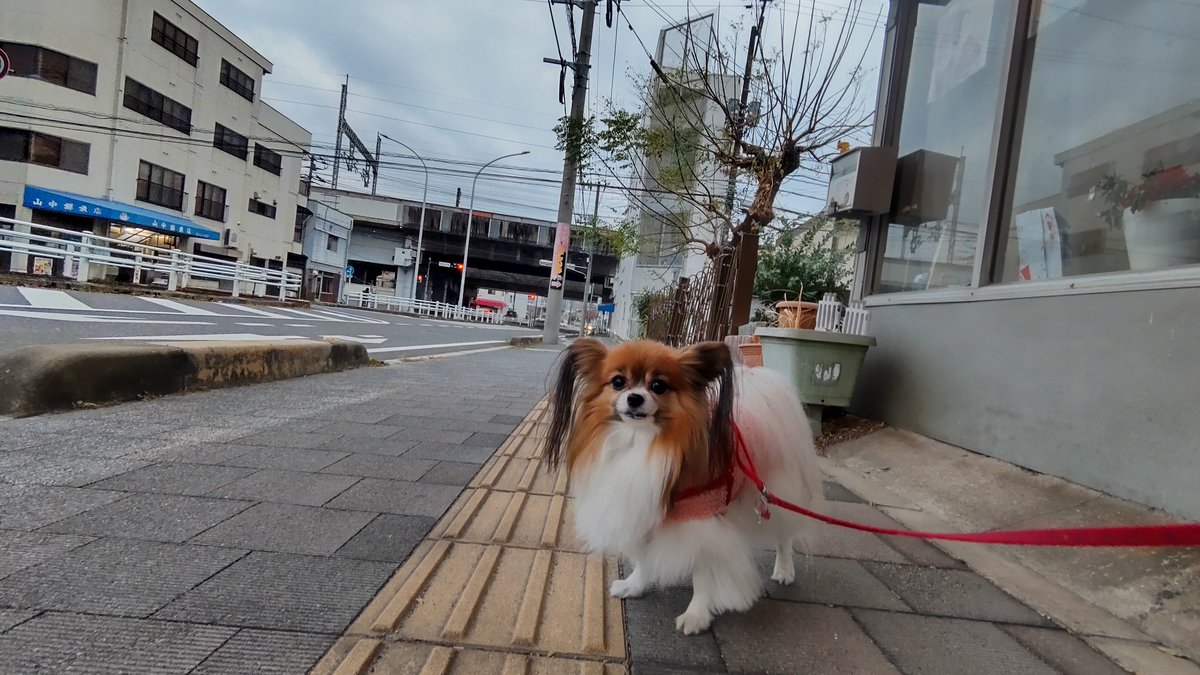 hiikonoshima's tweet photo. ナミちゃん散歩 12/5朝 7:25-8:00
日の出が遅くなり7時台は薄暗い
でも今朝は意外と寒くないです
曇ってたのが幸いでしたか😃
#パピヨン #お散歩 #犬のいる生活
#犬好きさんとつながりたい https://t.co/4SvvtuUr0S