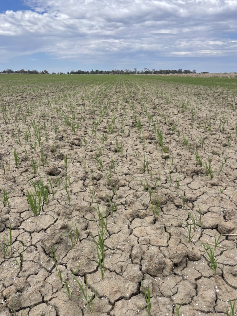 Permenant water coming soon! 🌾 💧 
#drillrice <a href="/GrowerService/">SunRice Grower Services</a> <a href="/SeftonAg/">Sefton Agronomics</a>