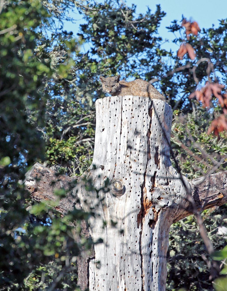 Santa Lucia Conservancy tweet media