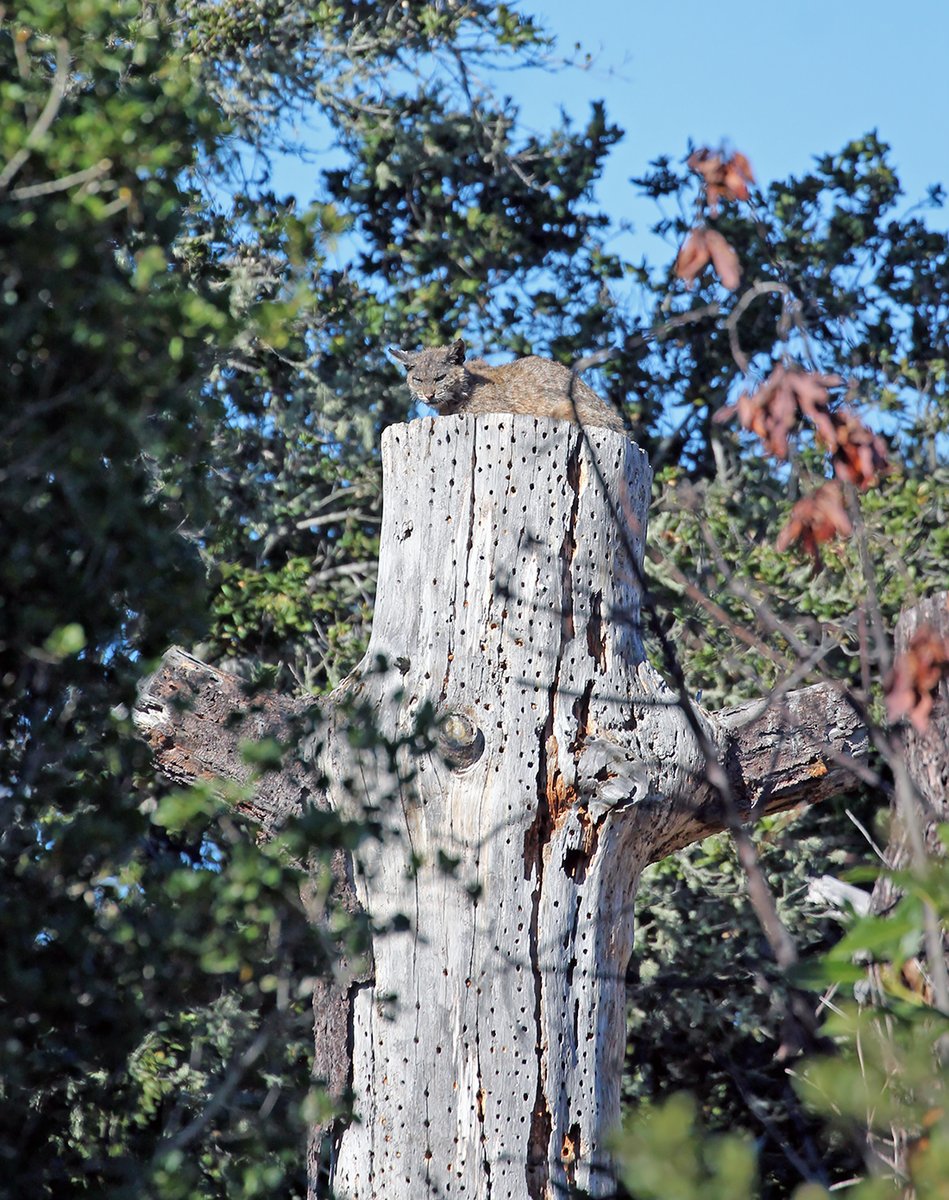 Santa Lucia Conservancy tweet media
