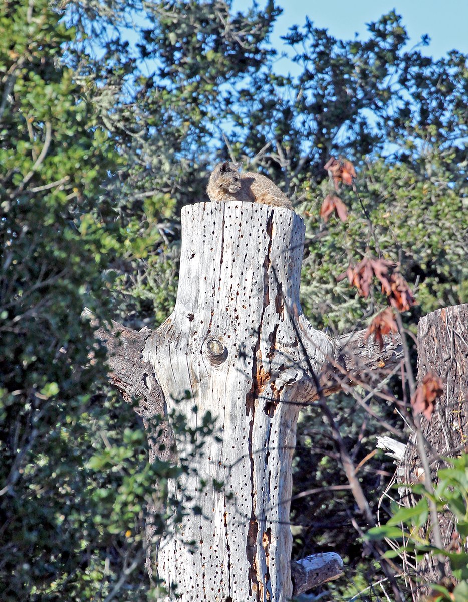Santa Lucia Conservancy tweet media