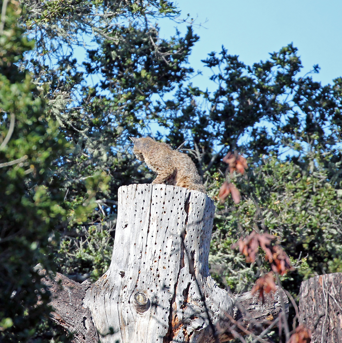 Santa Lucia Conservancy tweet media