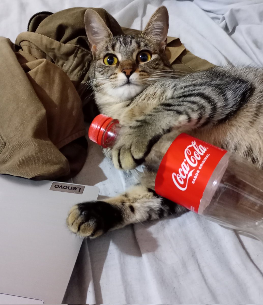 pidoelsilencio's tweet photo. Los gatos absorben la energía de sus dueños

Mi gata re cocacolera mal: https://t.co/U78233mTRj