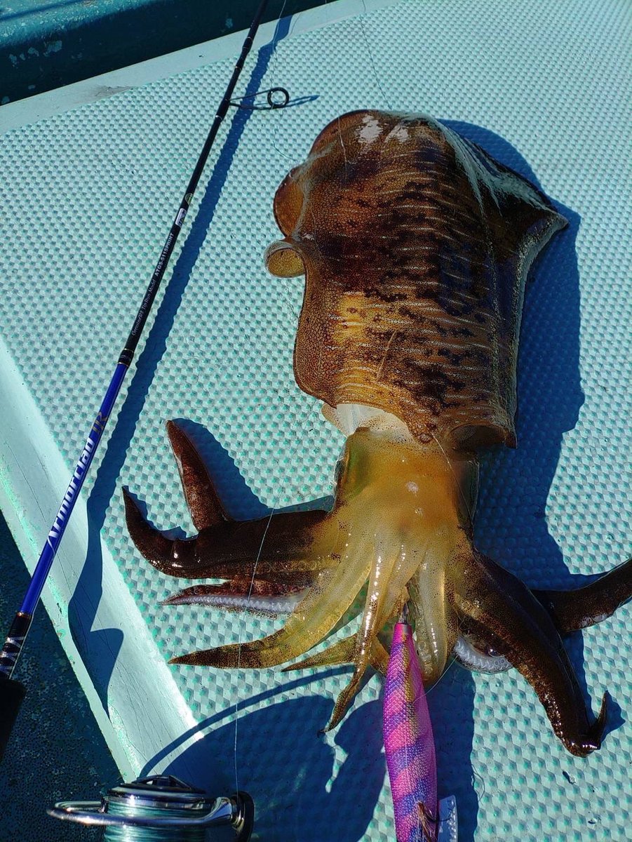 palms_global's tweet photo. Tip run with Armorclad in Japan 🇯🇵
Rod: Armorclad 511 SPRINT
#palmsfishing #tiprun #tipruneging #squid #squidfishing #calamari #calamarifishing #totanara #egi #egingfishing #eging @palms_japan https://t.co/q28IfduLFW