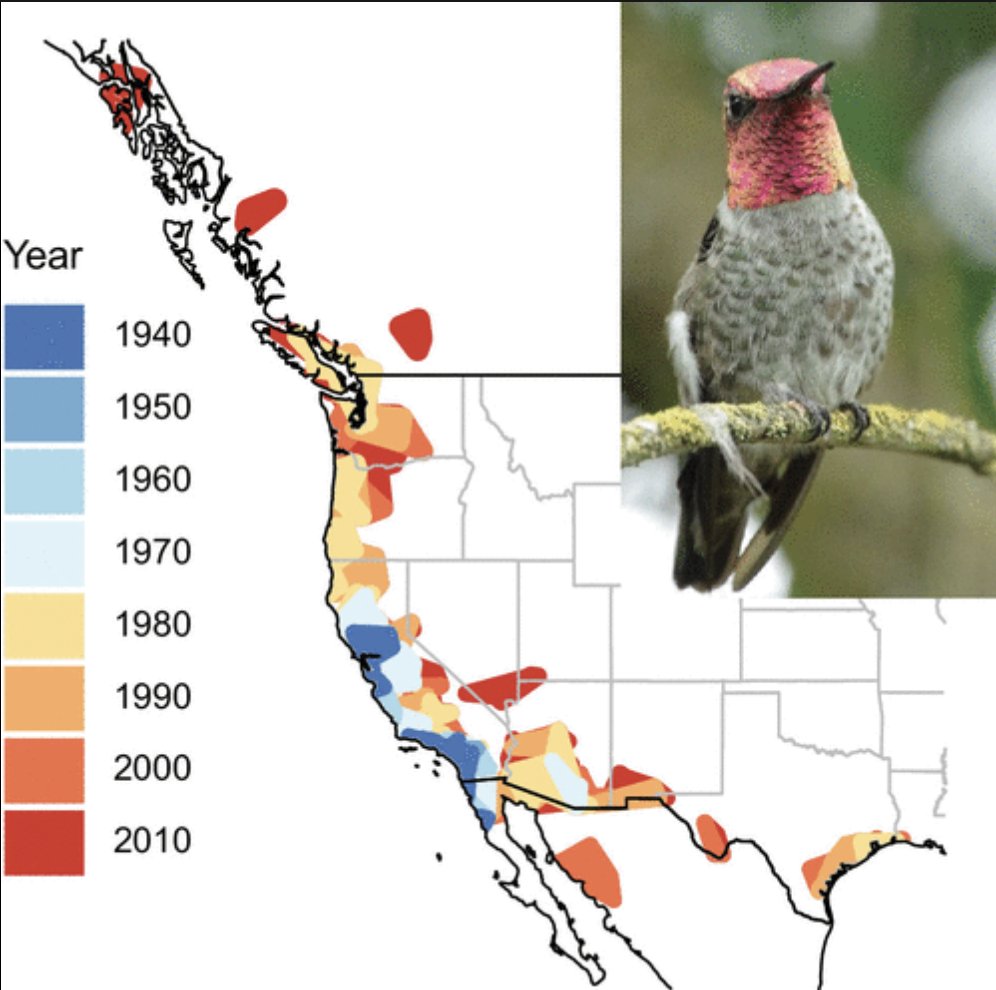 KJBucsb's tweet photo. "Hummingbirds frequently adapt specifically to their existing habitat. In an ever-changing climate, this creates an issue due to the fact that they are often extremely sensitive to environmental change as a result." #39canimals https://t.co/G1qwbUU9kf