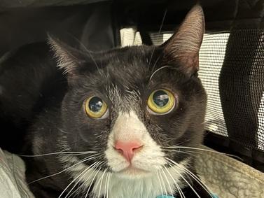 NYC's DEATH ROW CATS on X: *SHELTER PLEA* NEW PHOTO - **FeLV+** Poor Beluga  is a sweet cat who will need some TLC. (consider hospice vs EHR) NEEDS OUT  ASAP!   /