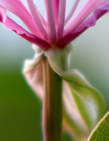 JamesJanner's tweet photo. @admired_art #photography #macrophotography #flowerphotography #Florida #selectivefocus https://t.co/yXNkXoHuDv